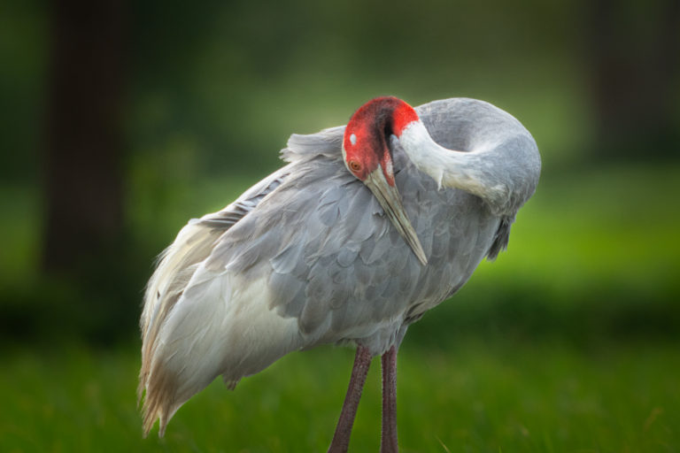 Sarus Crane Portrait, Gujarat