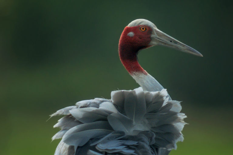 Sarus Crane Portrait, Gujarat