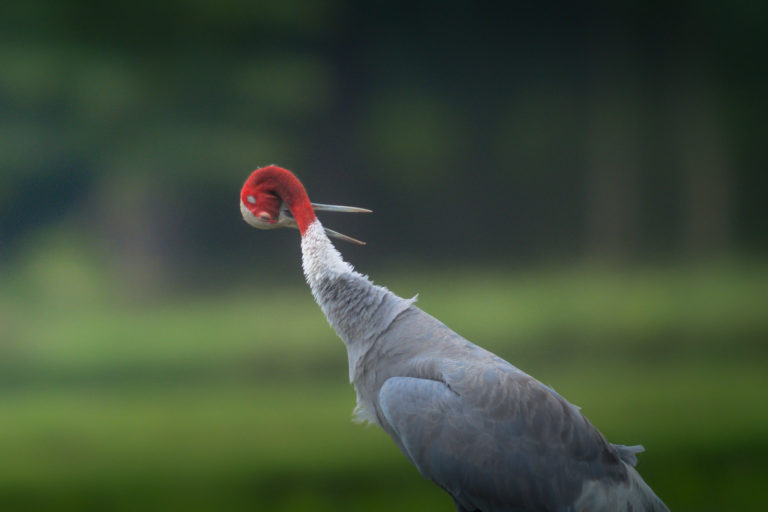 Sarus Crane Portrait, Gujarat