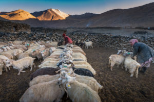 Milking Pashmina goats