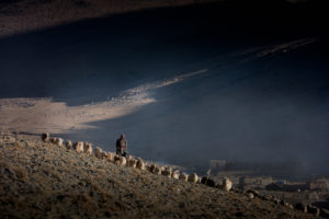 Changpa Nomads going out in early morning