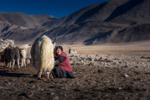 Changpa woman milking