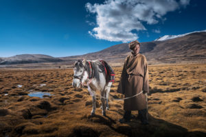 Changpa Man with horse