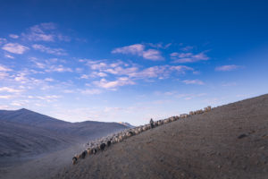 Changpa Nomads going out in early morning