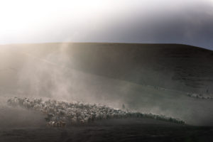 Changpa Nomads returning home at dusk